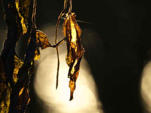 ausgelaugt - oder ein hauch von transzendenz