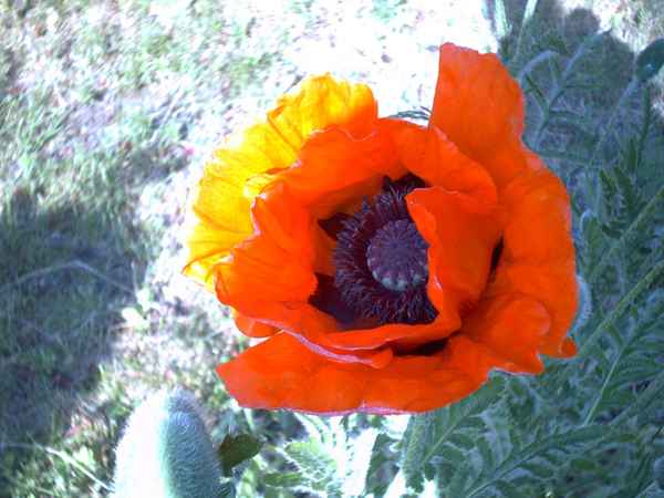 Klatschmohn in meinem Garten