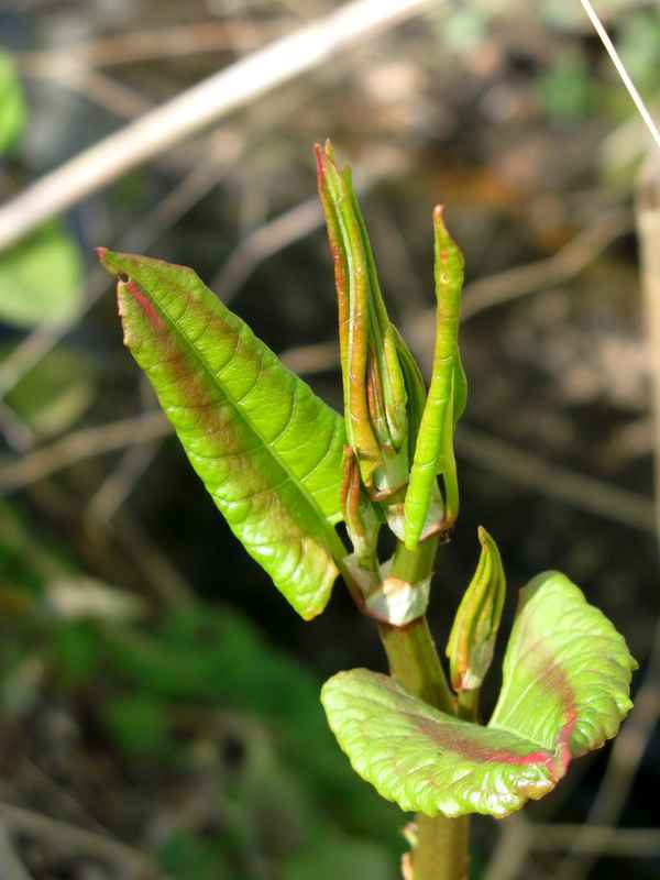 Knospe zeigt bald die Blüte
