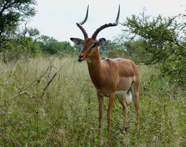 Antilope
