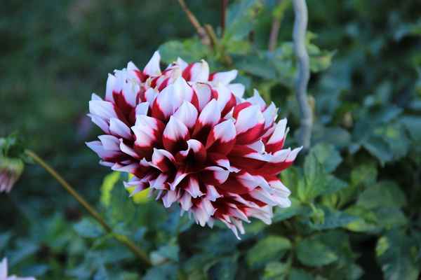 Dahlie