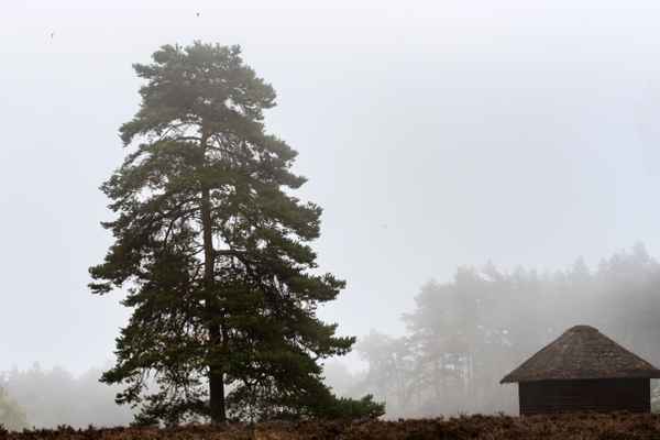 Nebel in der Lüneburger Heide