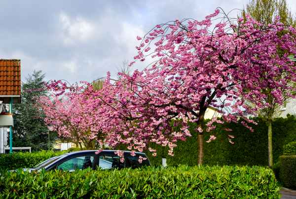 Blütenpracht im Frühling