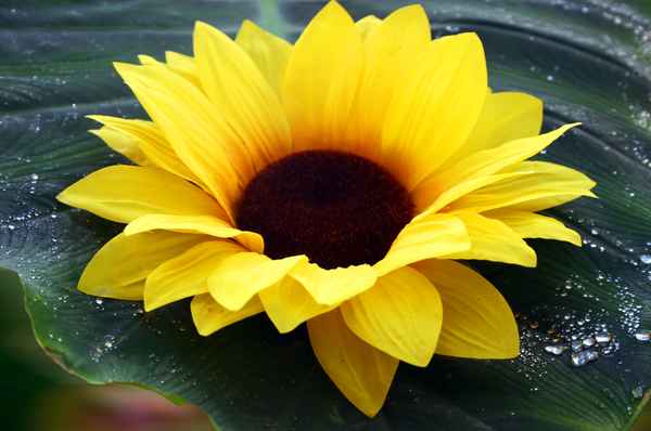 Sonnenblume mit Tautropfen