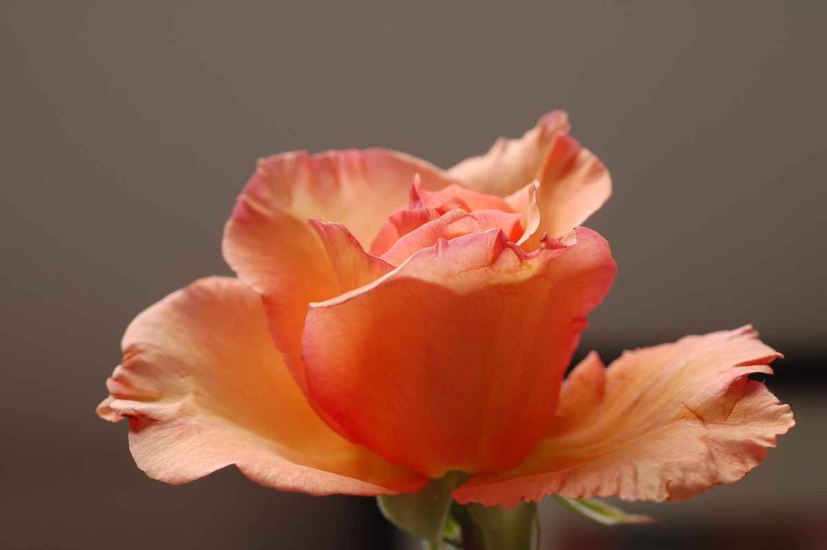 Zarte liebe