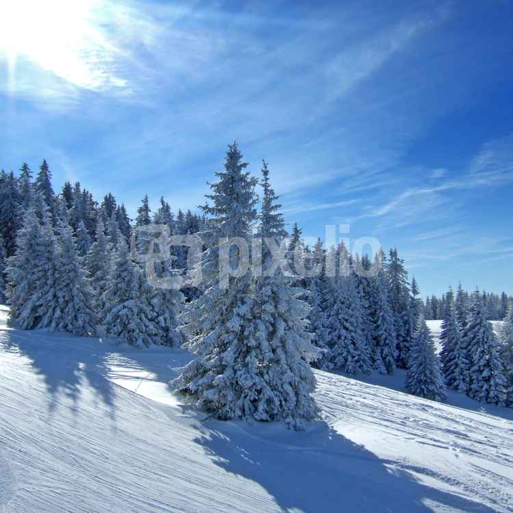 Sonniger Wintertraum