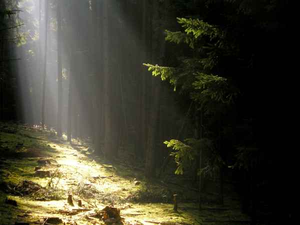 ...die im Schatten...