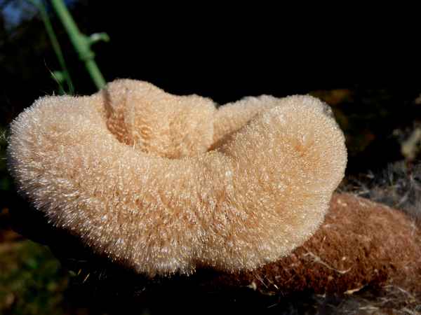 Aufgeplatzter Rohrkolben am Gartenteich