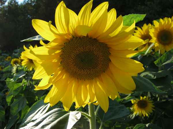  Sonnenblume in der Abendsonne
