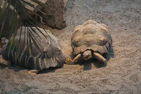 Schildkröte beim "Sonnenbad"