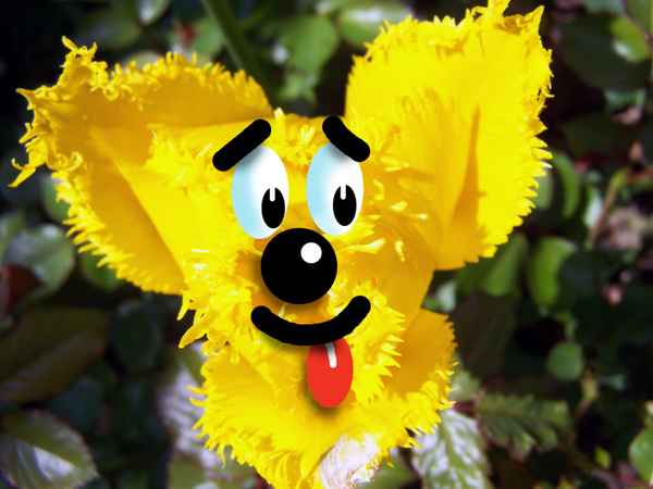 Tulpendoggy