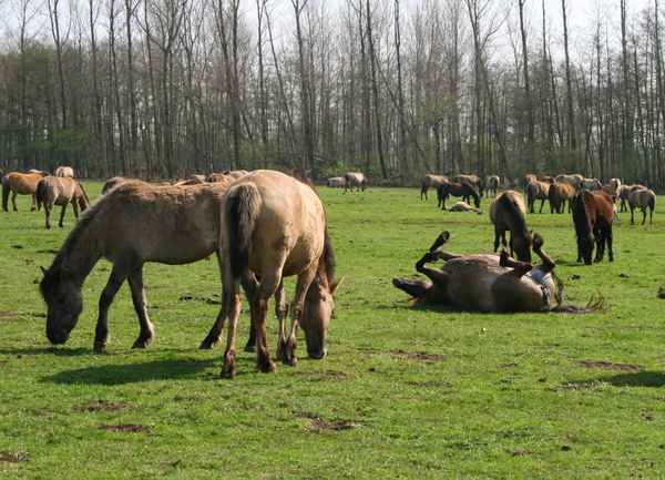 Wälzen ist toll ...