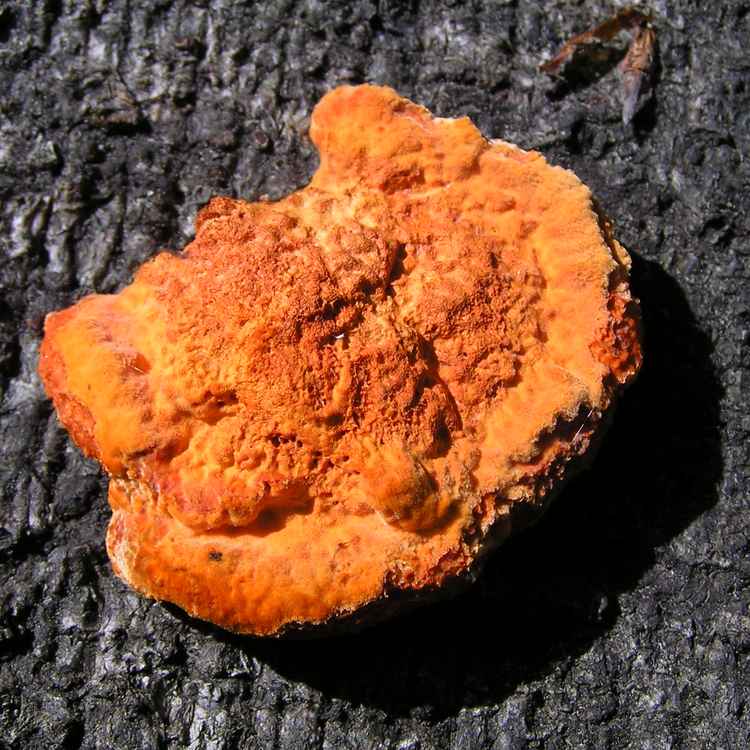 Zinnoberrote Tramete