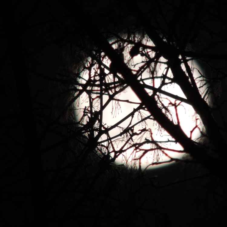 Vollmond in Baumwipfeln