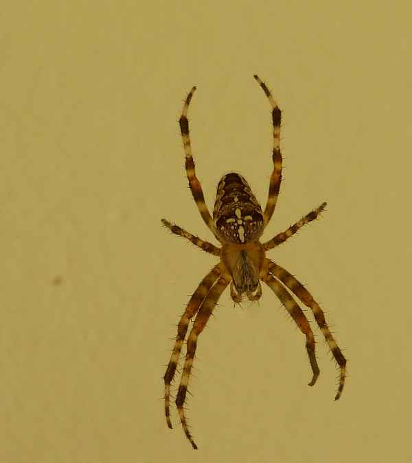 Kreuzspinne