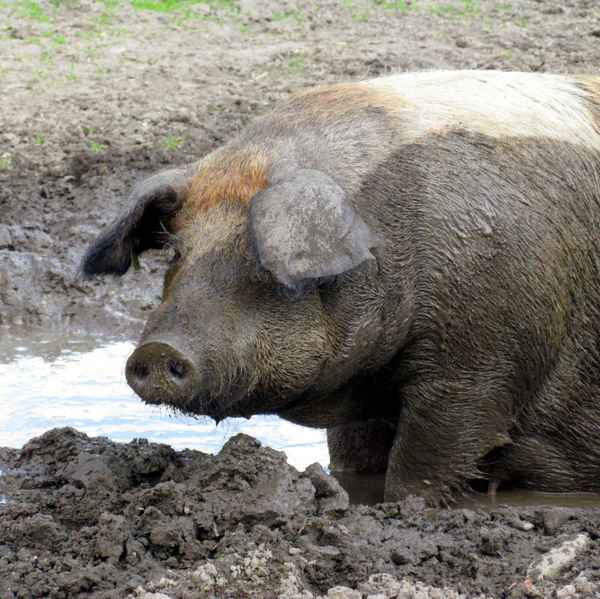 Rotbraunes Husumer Schwein vom Lütjensee im Grossraum Hamburg