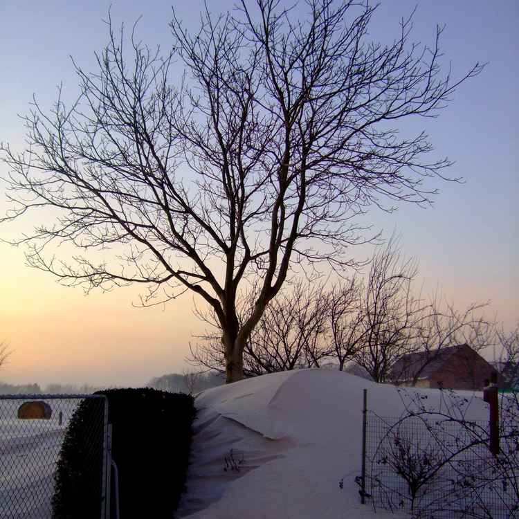 Schneewehe der Hecke