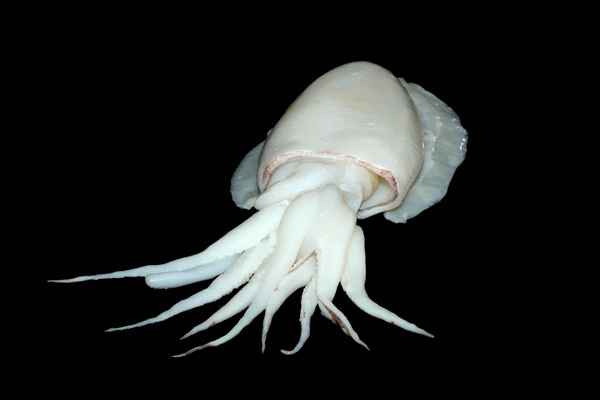 Kalamar 1