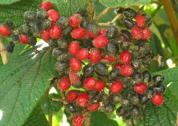 die Früchte vom Hartriegel-Busch