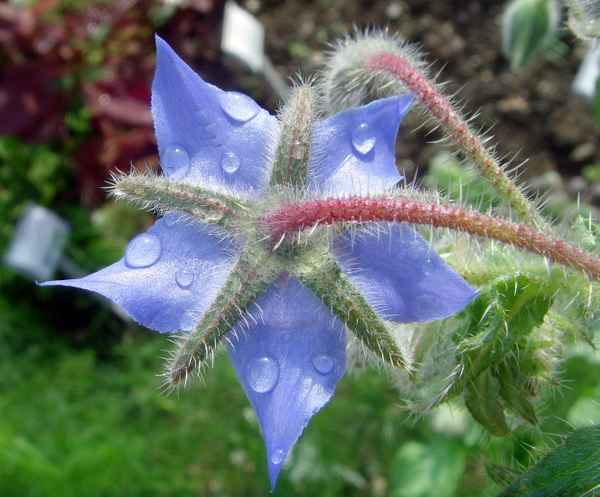 Borretsch [Borago officinalis] nach einem Regenguss III