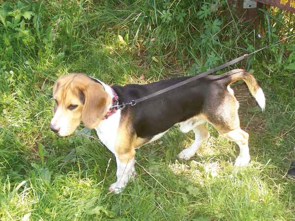 Balu im Wald