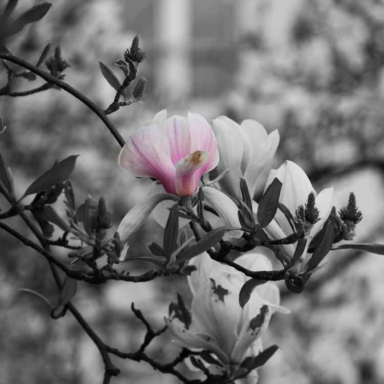 Kirschblüte Fälschung