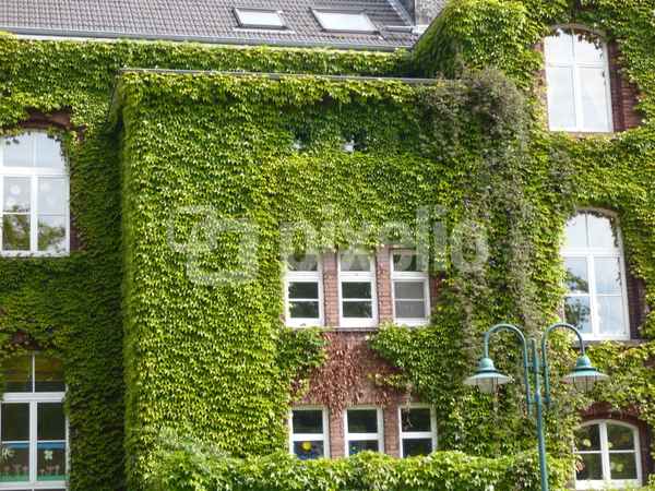 Rankenhaus