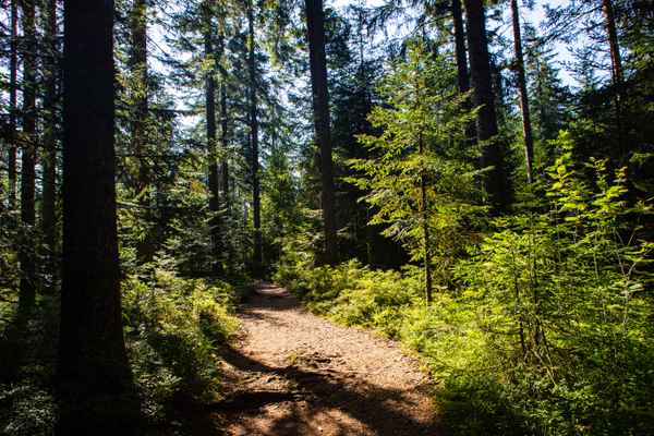Schwarzwald-Wandern