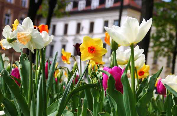 Frühling in der Stadt 01
