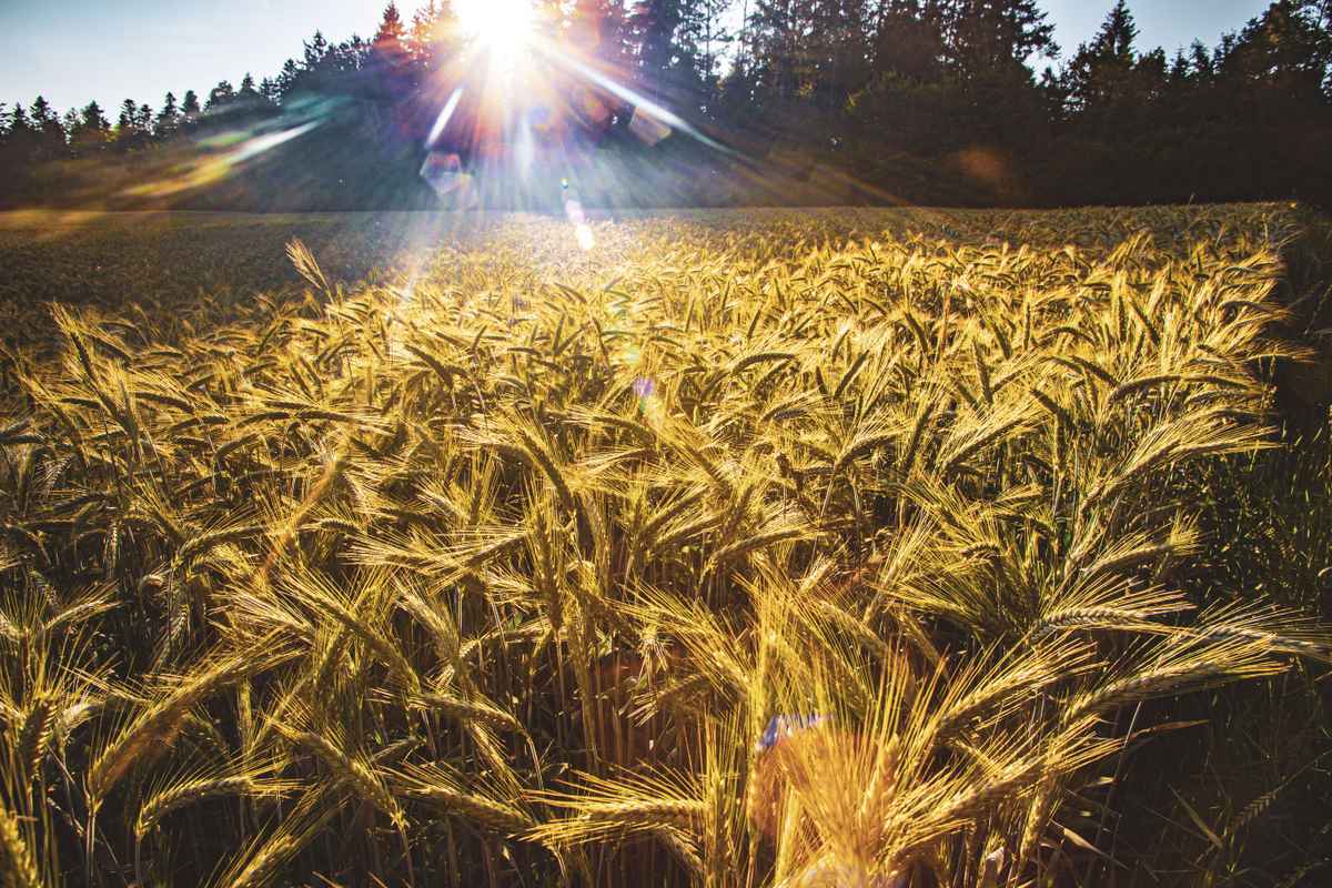 Kornfeld im abendlichen Gegenlicht