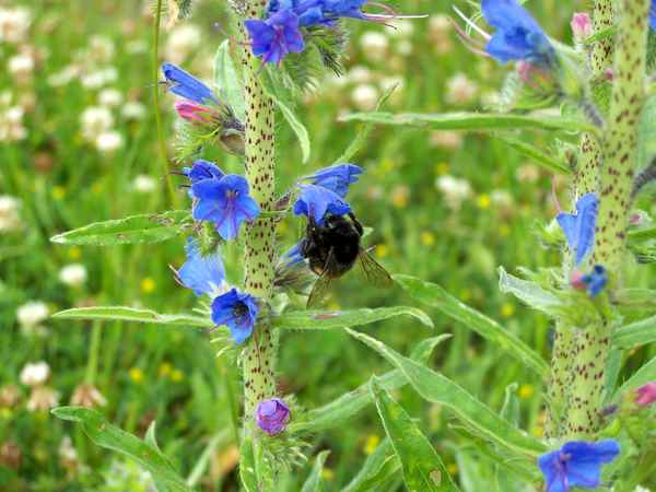Hummel beim Naschen 2