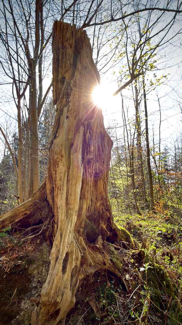 Sonnenstern hinter morschem Baumstumpf im Frühlingswald