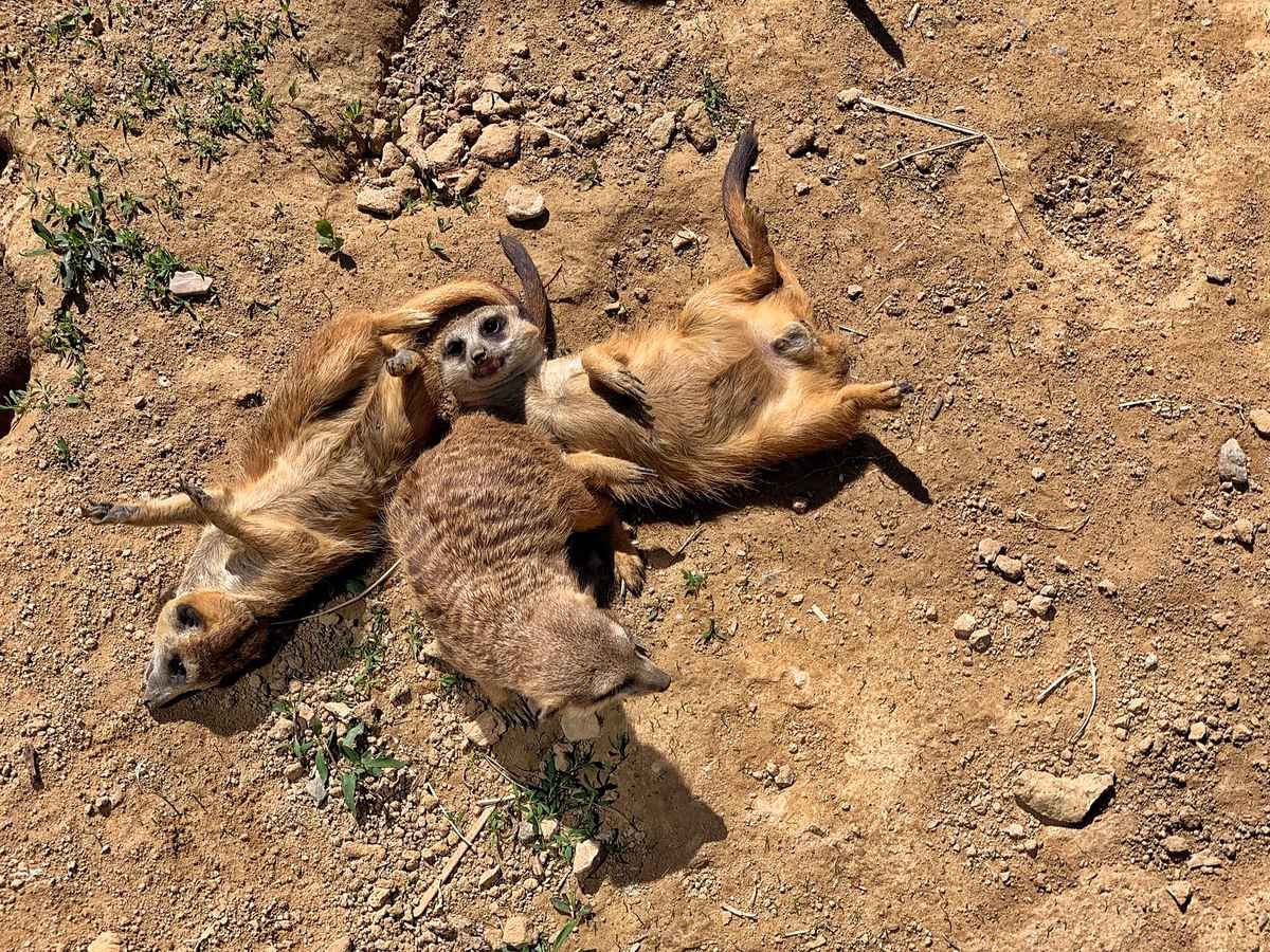 Erdmännchen