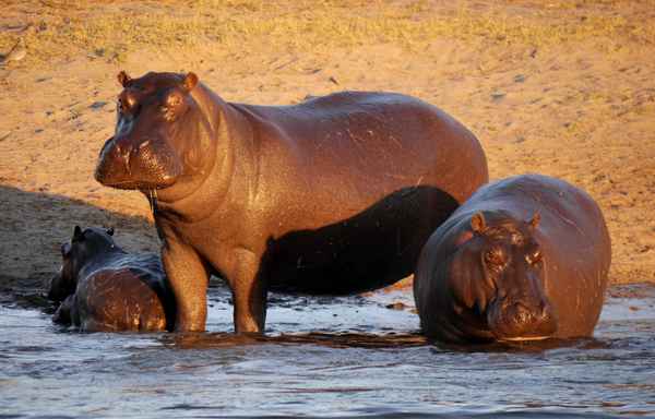 Hippos am Okavango River