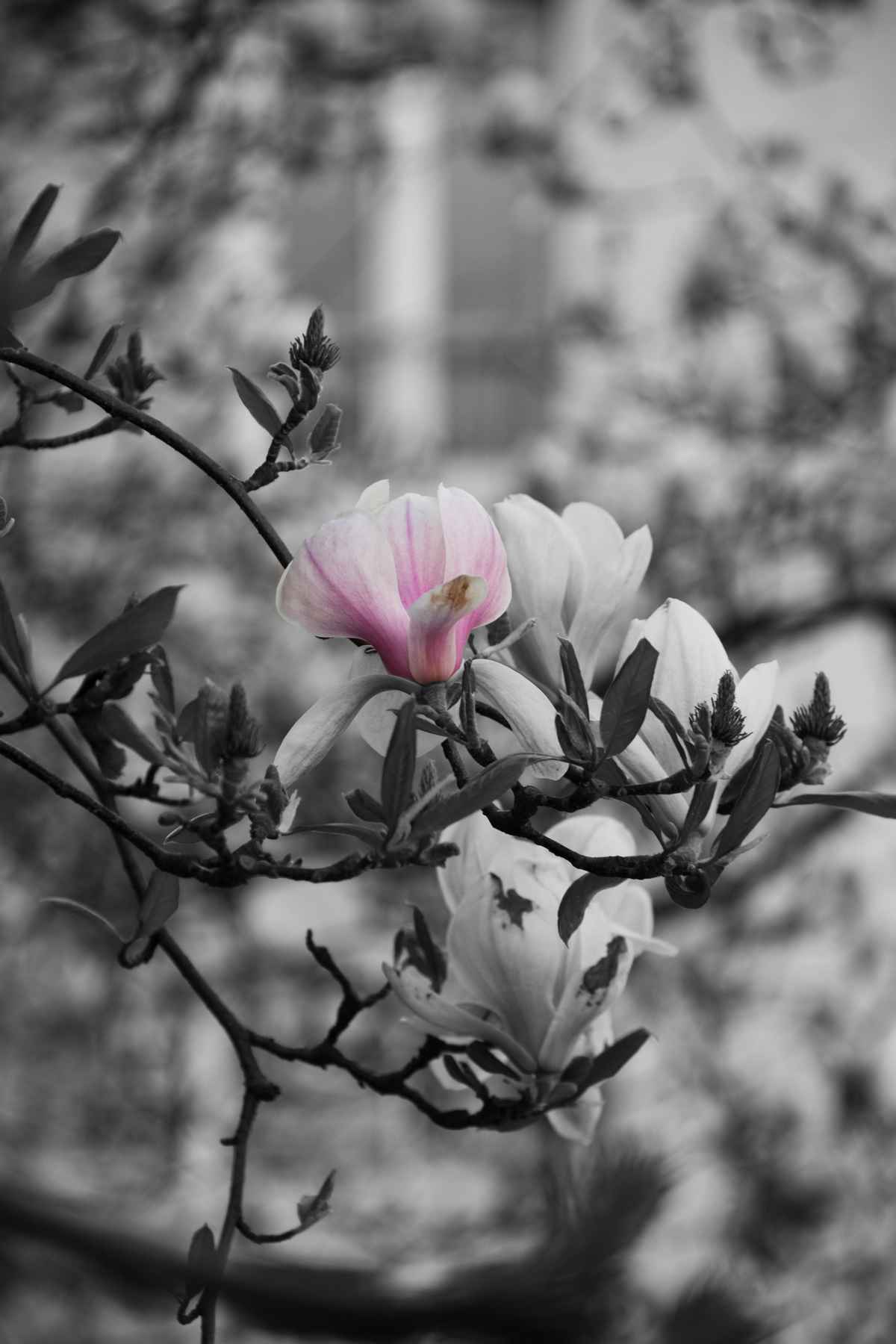 Kirschblüte Fälschung