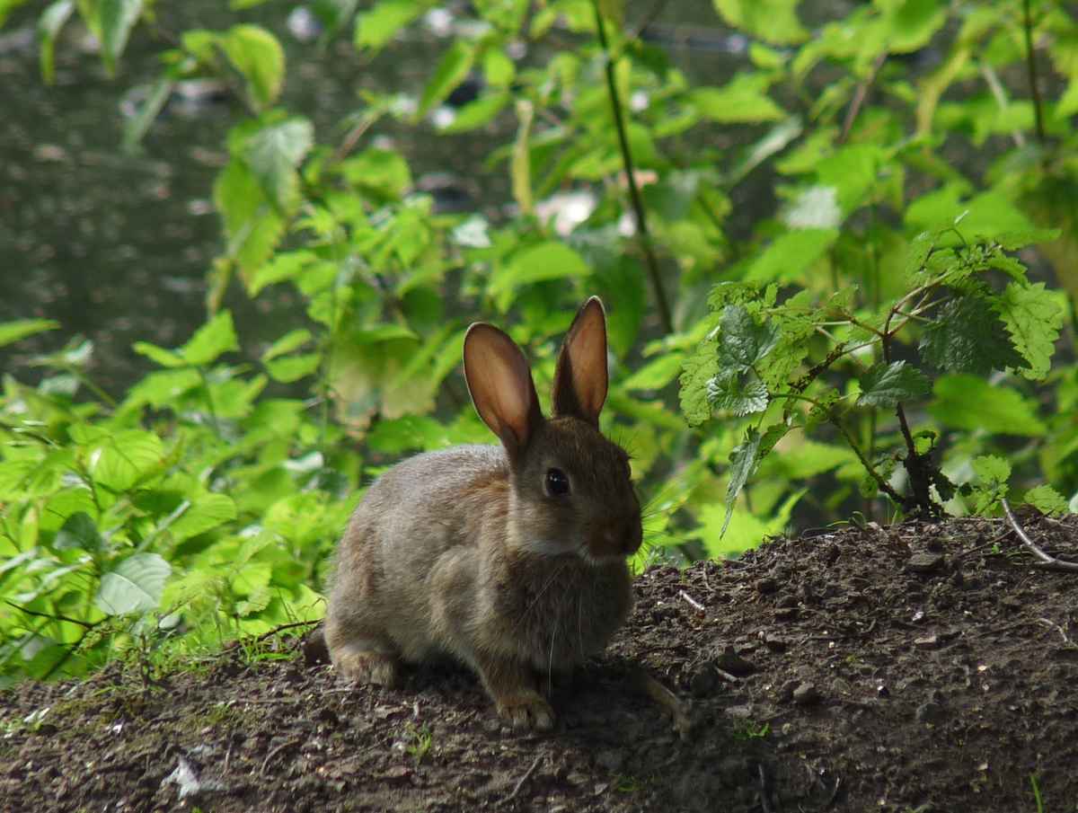 Kleines Wildkaninchen
