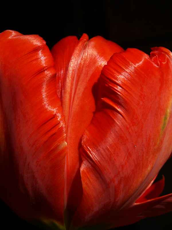 Tulpenblätter