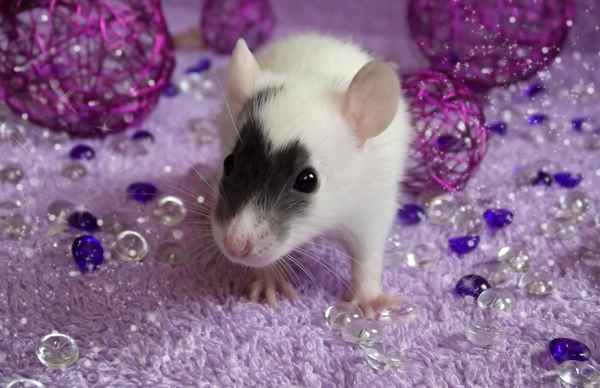 Ratte Black Masked