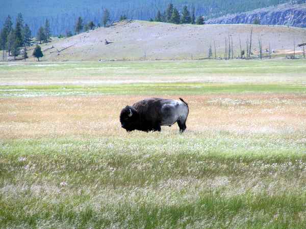 Bison 9