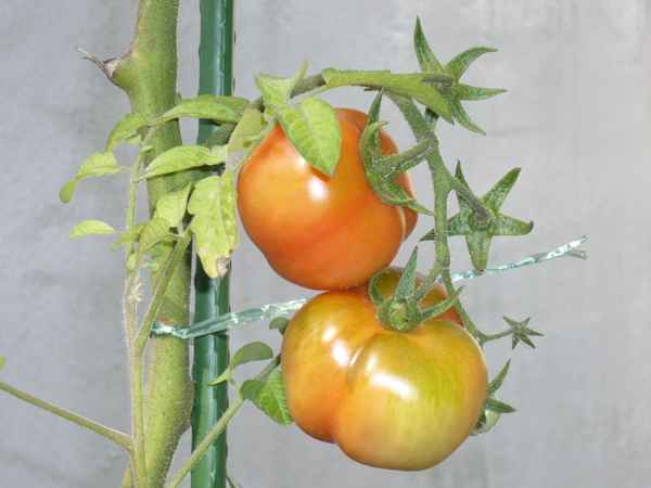 Tomaten