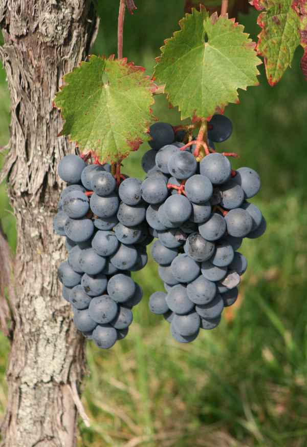 blaue weintrauben...3...