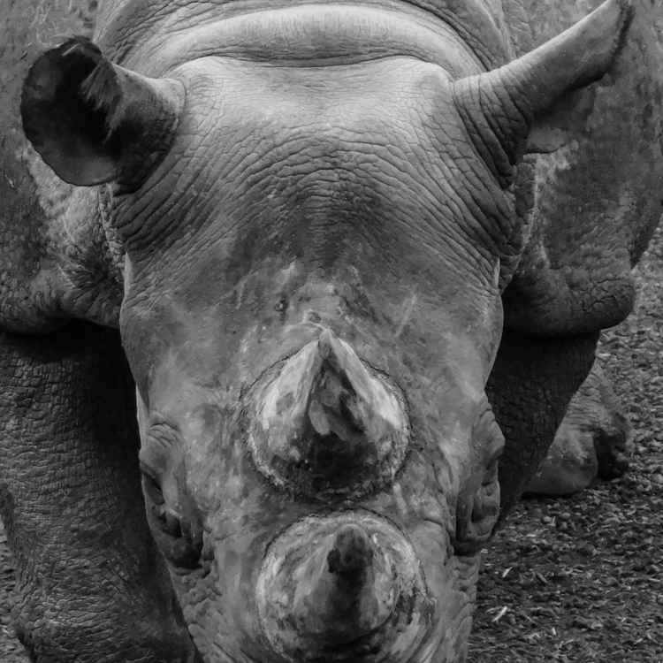 Nashorn von vorn / Frontal