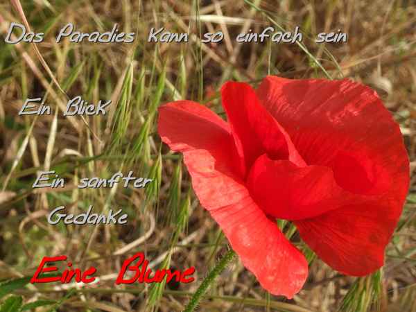 Eine Blume ...