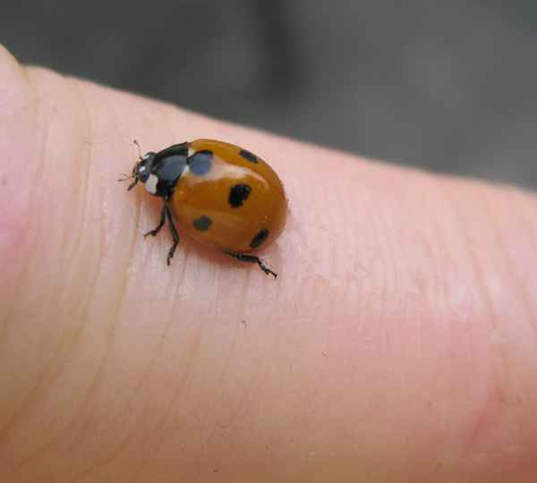 neugieriger Marienkäfer
