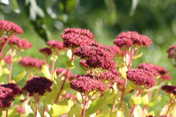 Fetthenne im Herbst