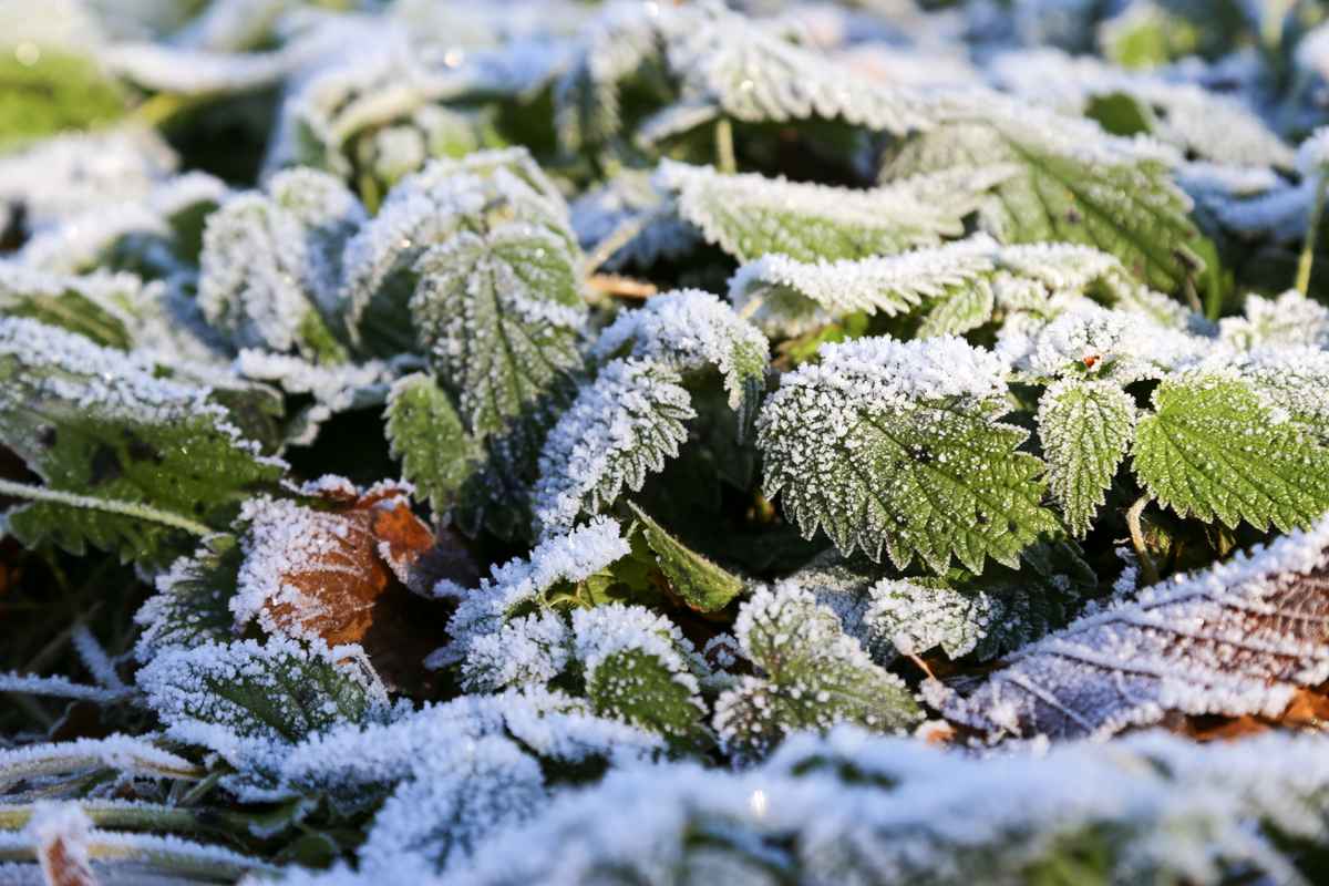 Winterschlaf