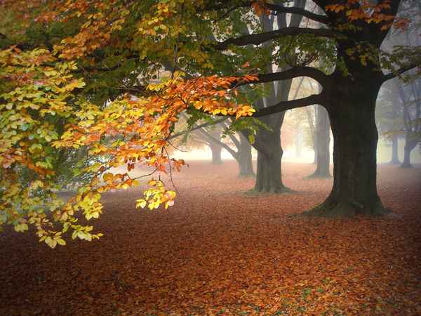Morgennebel 1