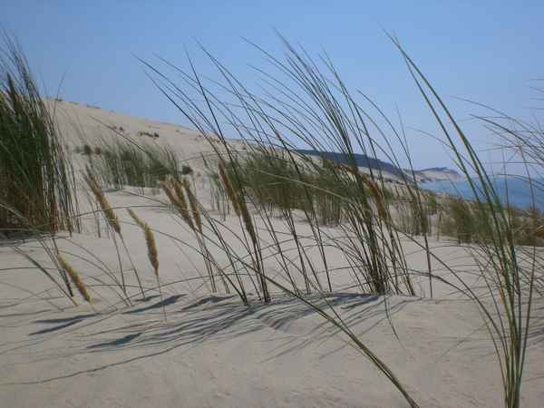 Gras am Meer