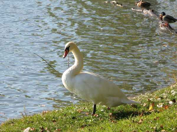 Schwan