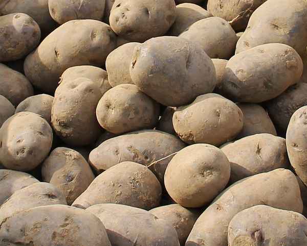 Kartoffelvielfalt 02 - Blauer Schwede